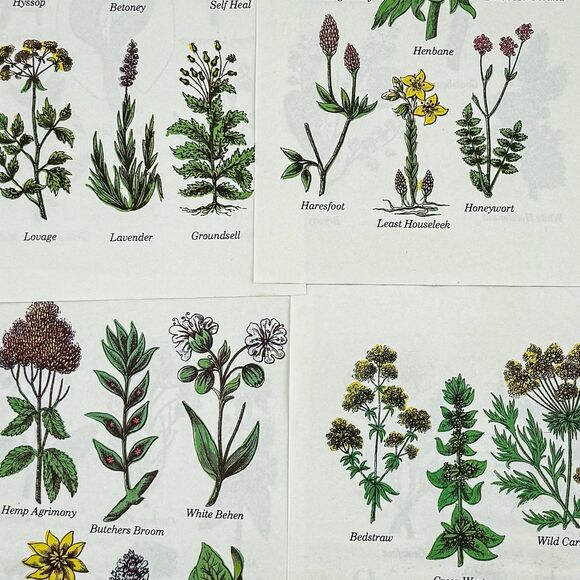 Lot of 4 Vintage Double Sided Botanical Book Plate Prints MCM Gallery Wall - Picture 8 of 12